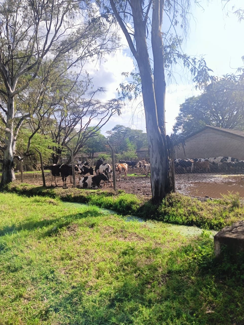 Friesian dairy cattle in a Kenyan farmyard with eucalyptus trees overhead — typical of MUKI member operations