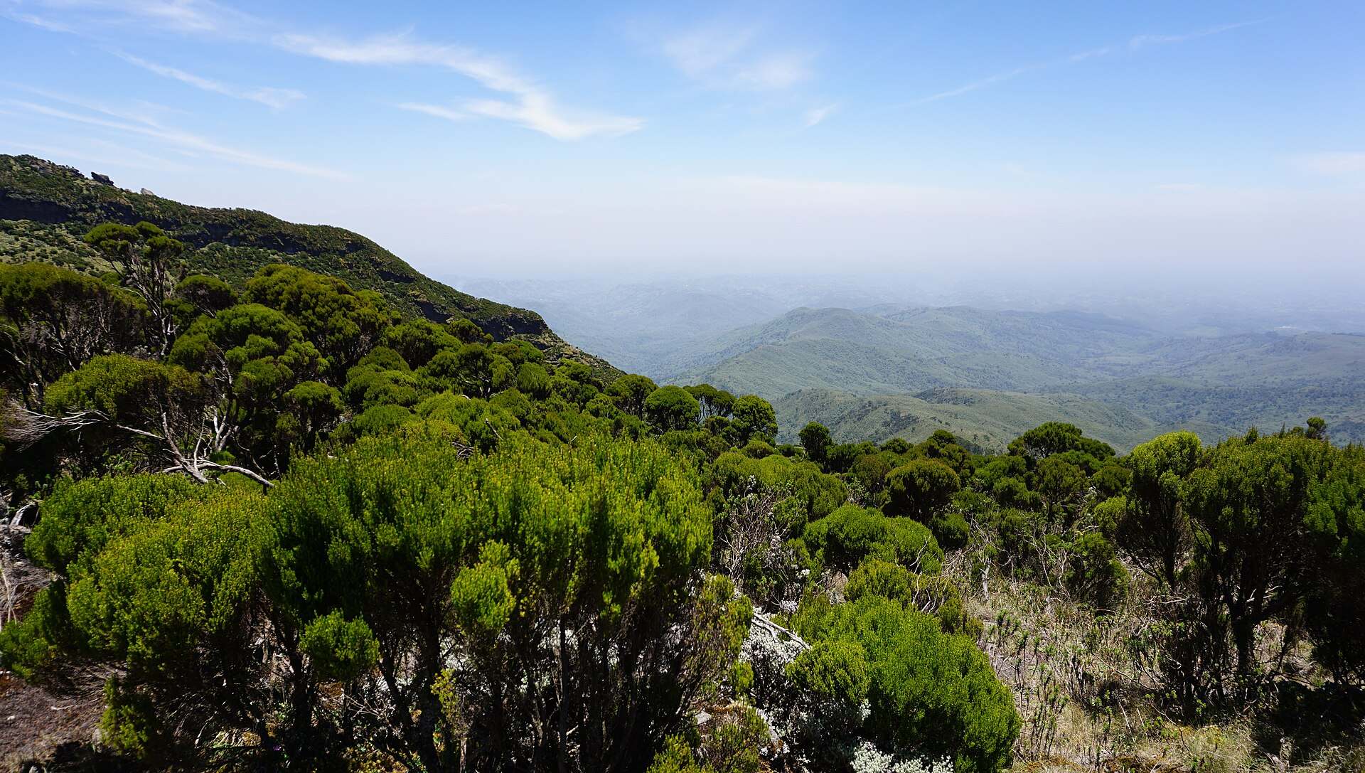A wide vista of the Aberdare range with foreground vegetation