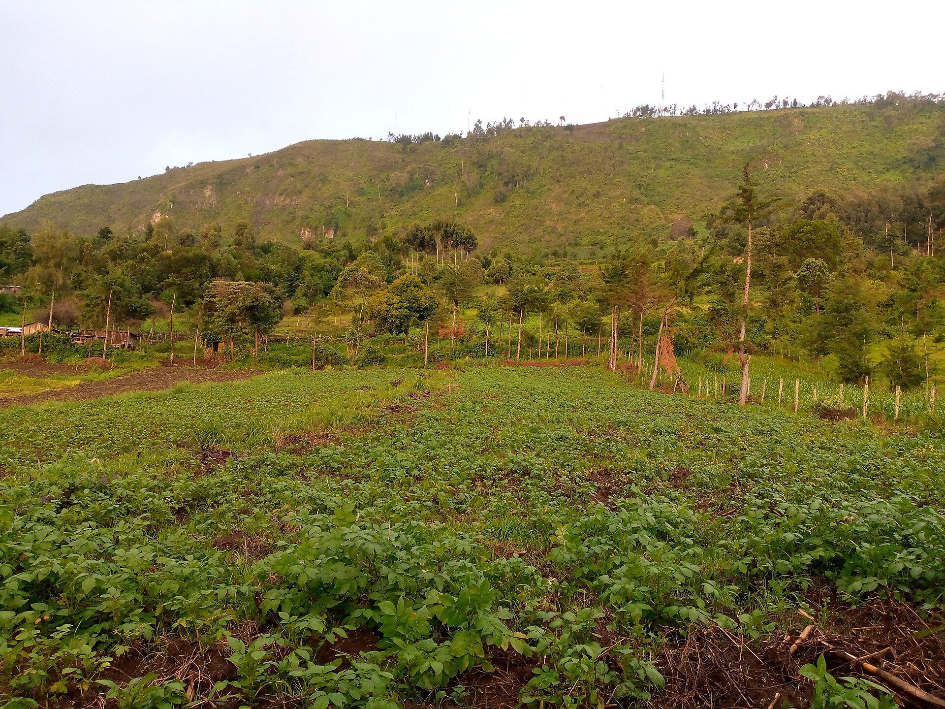 Lush smallholder farmland in Nyandarua County with the Aberdare foothills in the distance.
